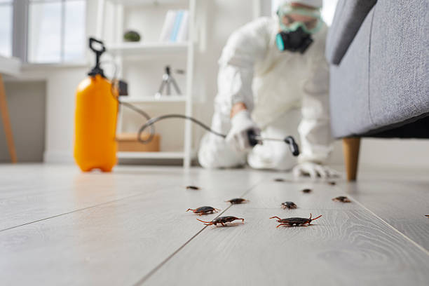 Commercial Kitchen Cockroach Control in Colby